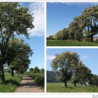 miniatura_szpaler-jarzaba-szwedzkiego