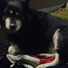 miniatura_poszukujemy-wlasciciela-psa-blazejow